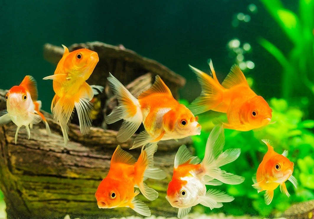 夢見魚缸很多金魚 意思