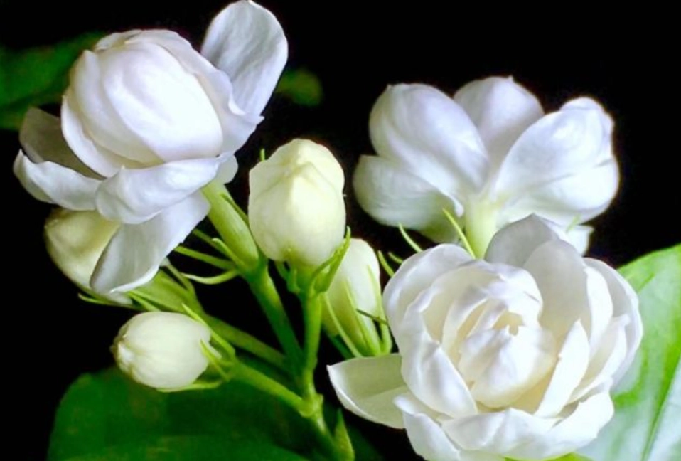 茉莉花 對貓 有害