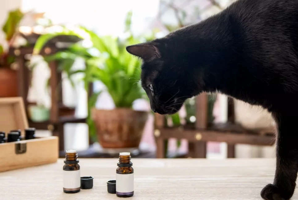 寵物精油安全