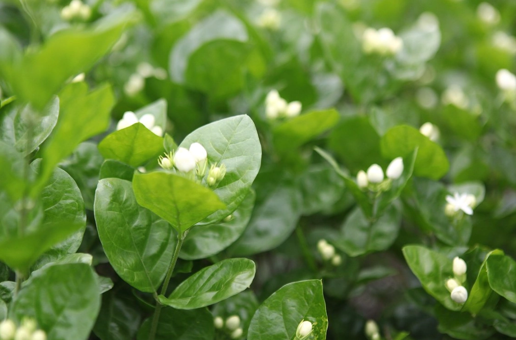茉莉花 貓 有毒