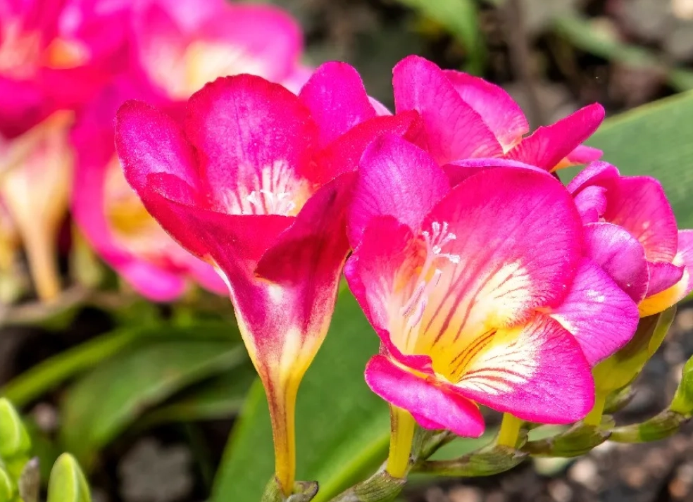 小蒼蘭花語寓意 小蒼蘭花語寓意