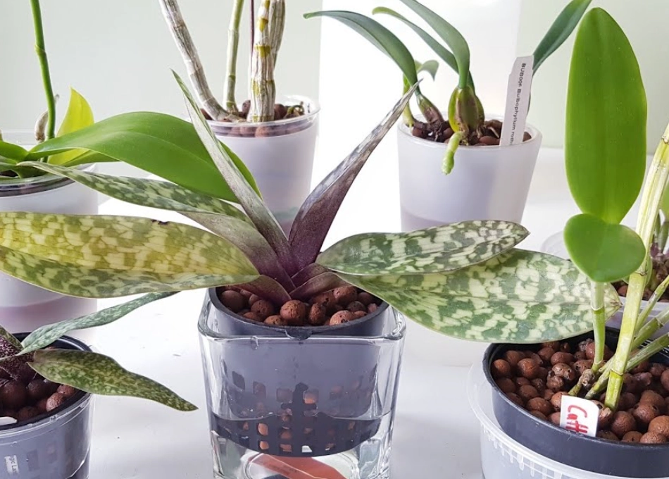 半水培方法 半水培方法