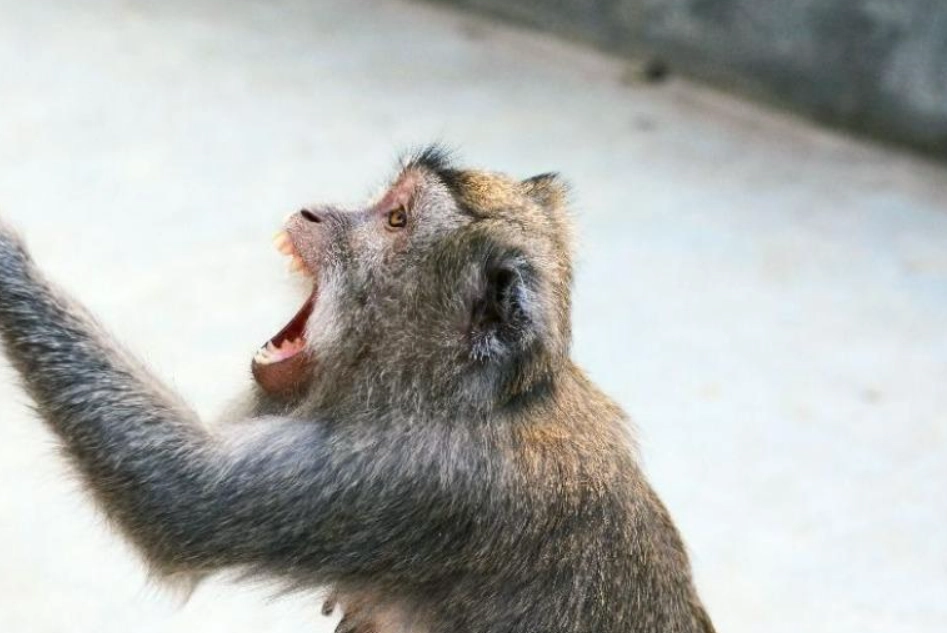 夢到猴子攻擊 解夢 夢到猴子攻擊 解夢