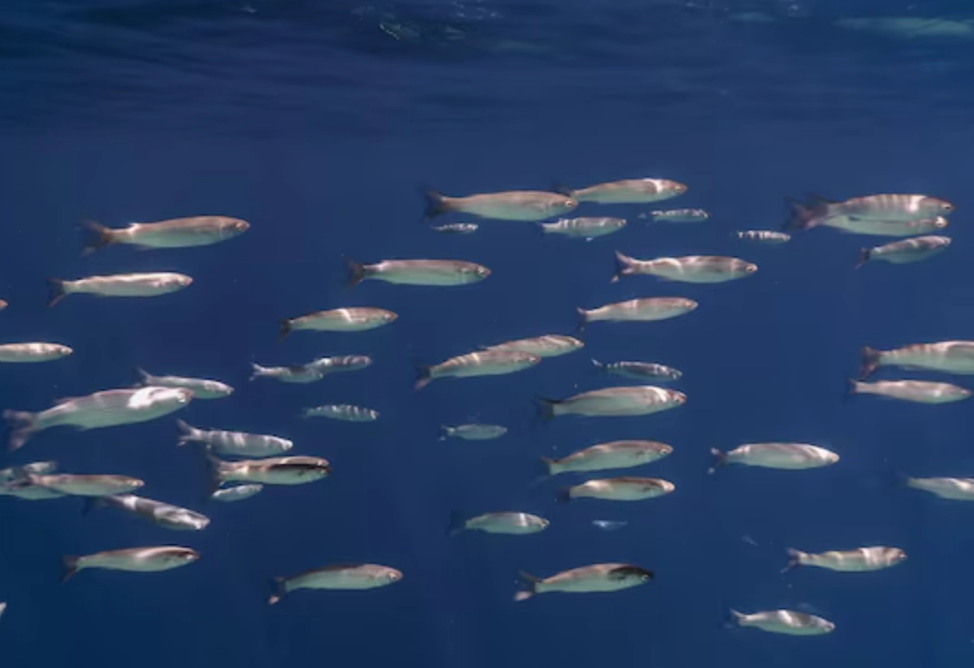 夢境心理學 夢境心理學