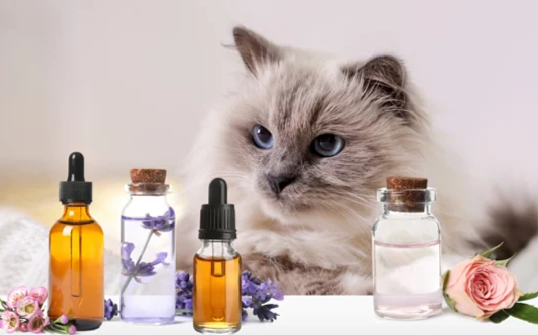 寵物精油安全