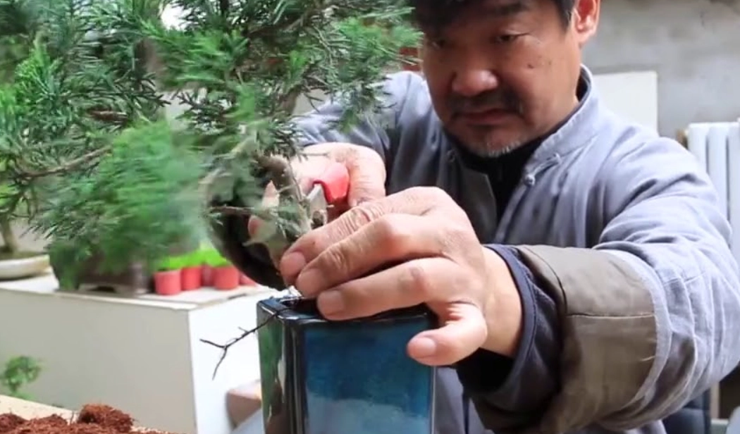 柏樹修剪時機 柏樹修剪時機