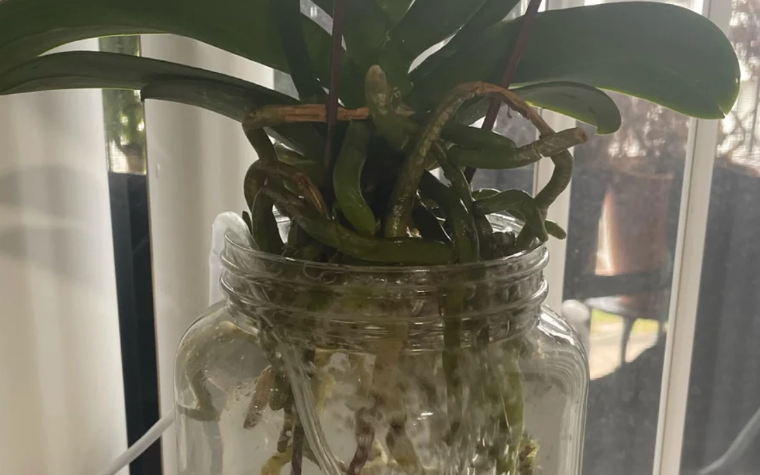 半水培方法 半水培方法