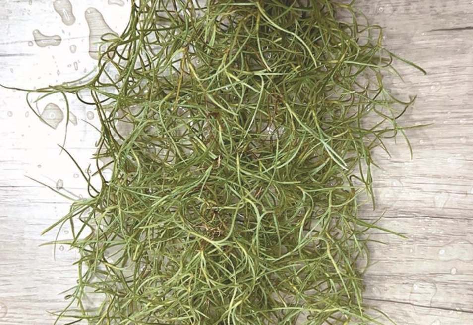 松蘿枯掉原因 松蘿枯掉原因