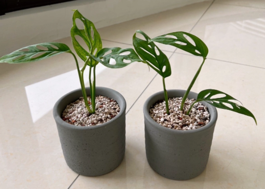 龜背芋種植盆器