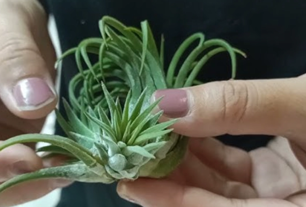 鳳梨花繁殖技巧