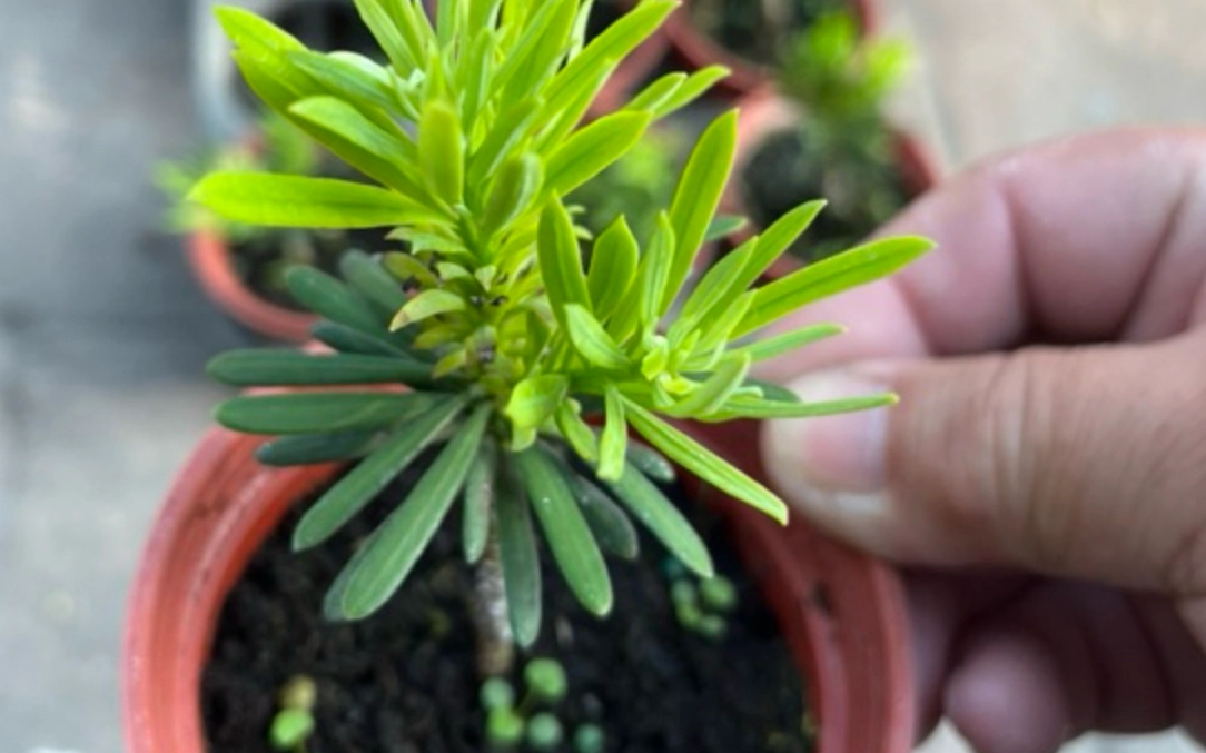 小葉羅漢松修剪