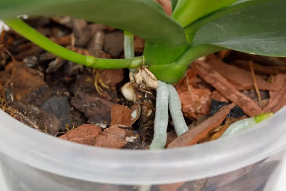 蘭花土壤 蘭花土壤