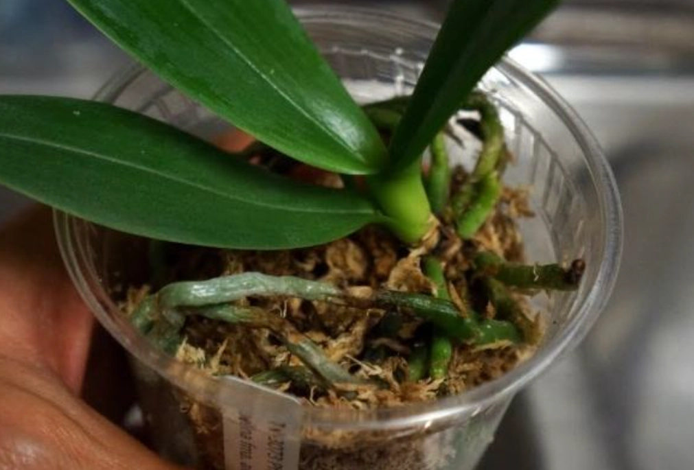 蘭花介質養護 蘭花介質養護