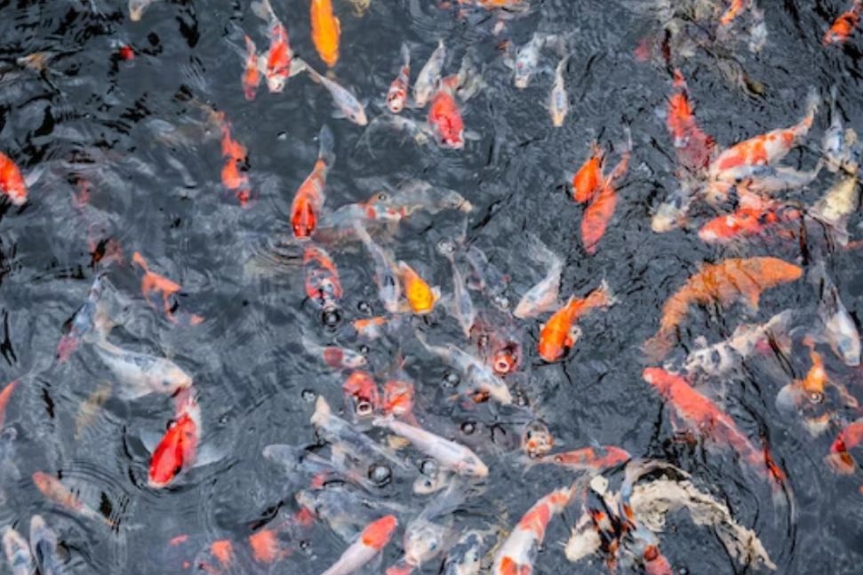 魚夢境解析 魚夢境解析