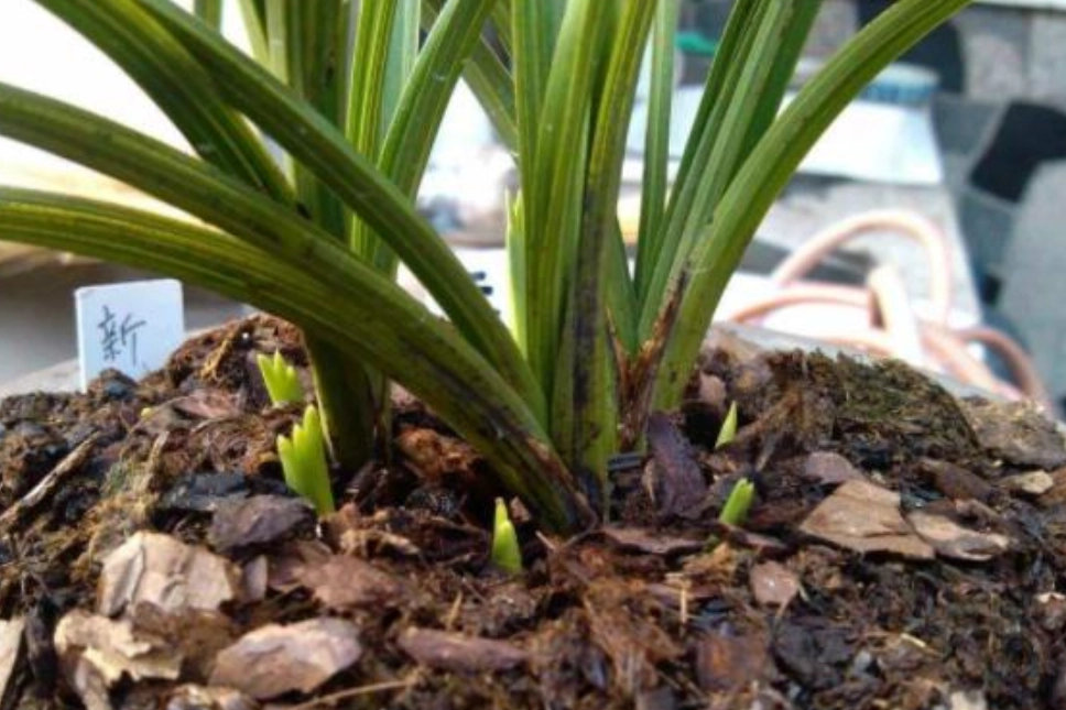 蘭花介質 蘭花介質