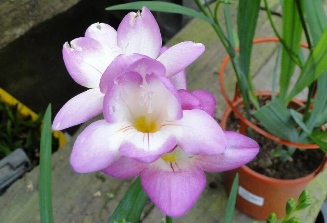 小蒼蘭花語寓意 小蒼蘭花語寓意