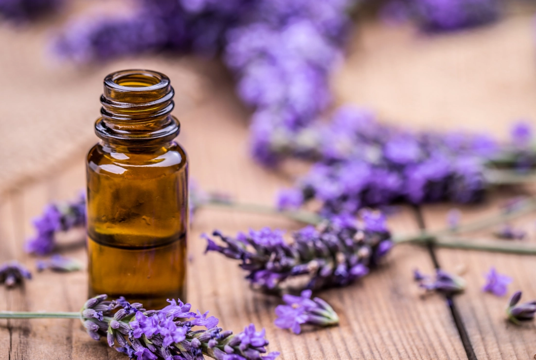 薰衣草 精油 狗