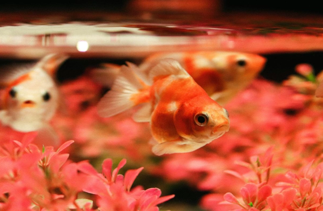 夢見很多金魚 財運