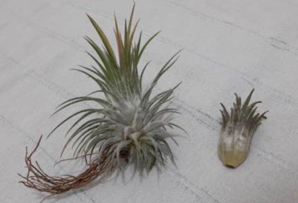 鳳梨花分株方法