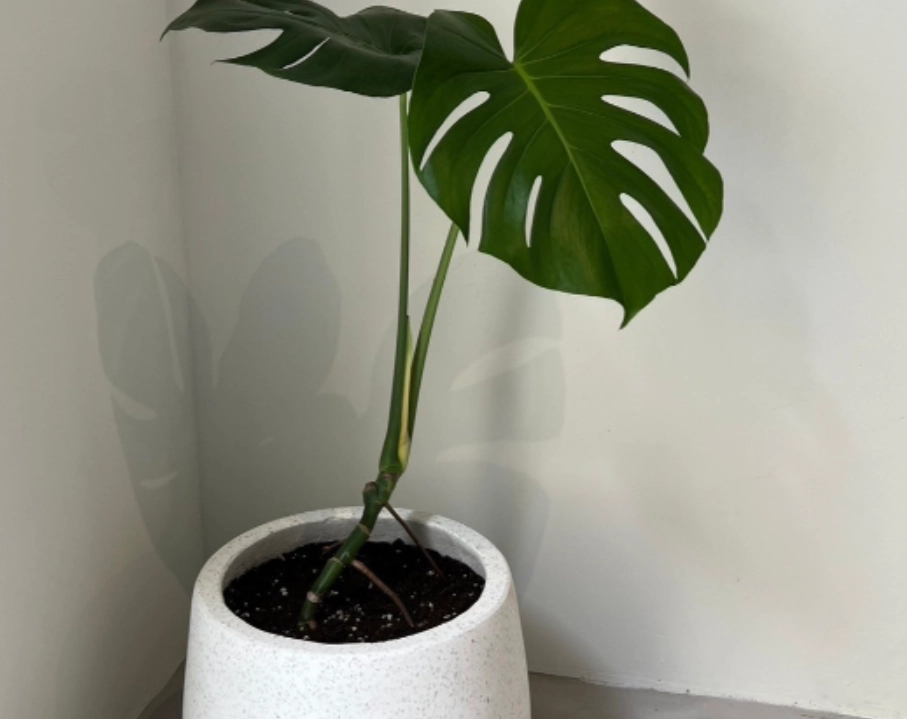 龜背芋種植盆器