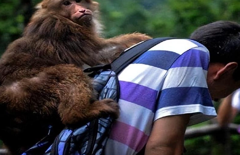 猴子夢境 意義 猴子夢境 意義