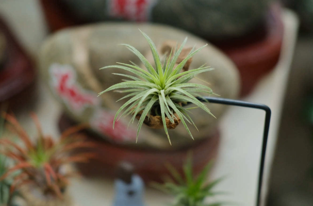 鳳梨花繁殖技巧