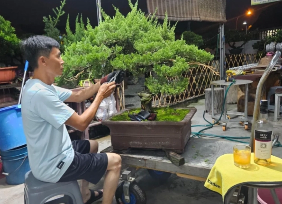 真柏修剪方法 真柏修剪方法