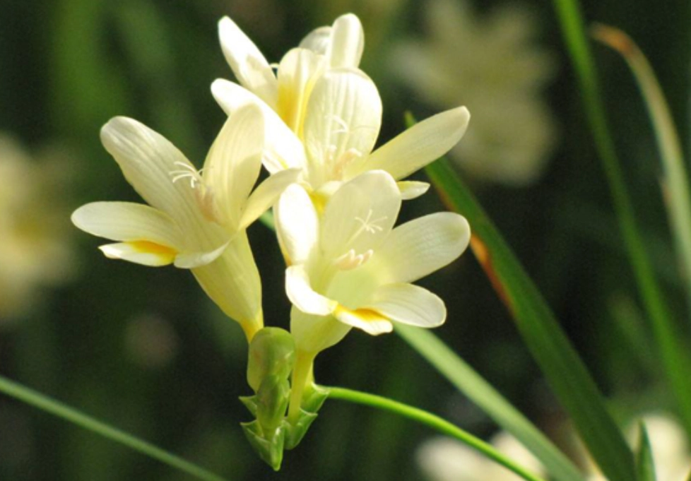 小蒼蘭花語寓意 小蒼蘭花語寓意