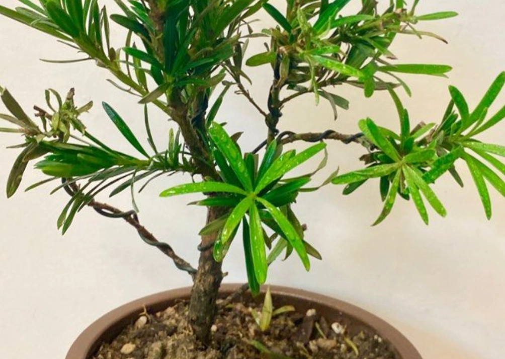 羅漢松盆栽養護