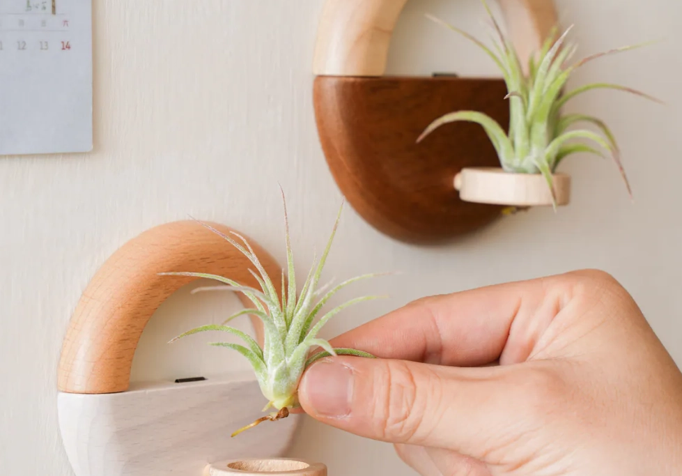 鳳梨花照顧指南