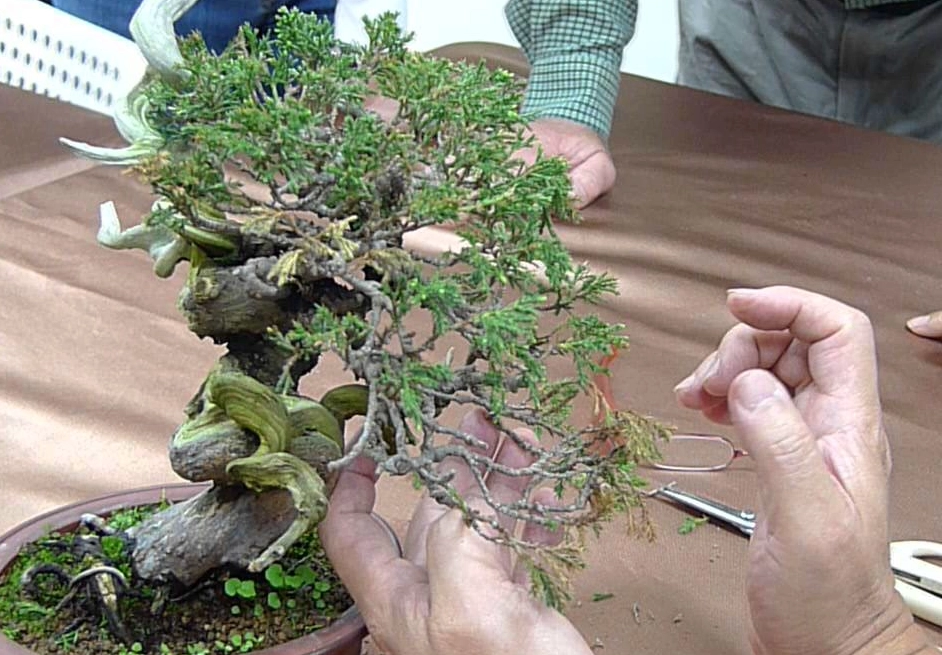 真柏修剪方法 真柏修剪方法