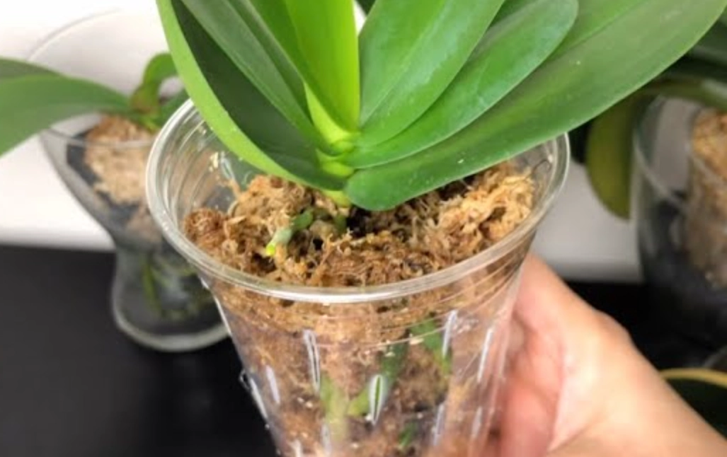 水苔種植 水苔種植