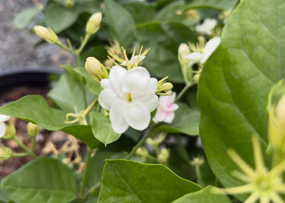 貓咪 植物 安全