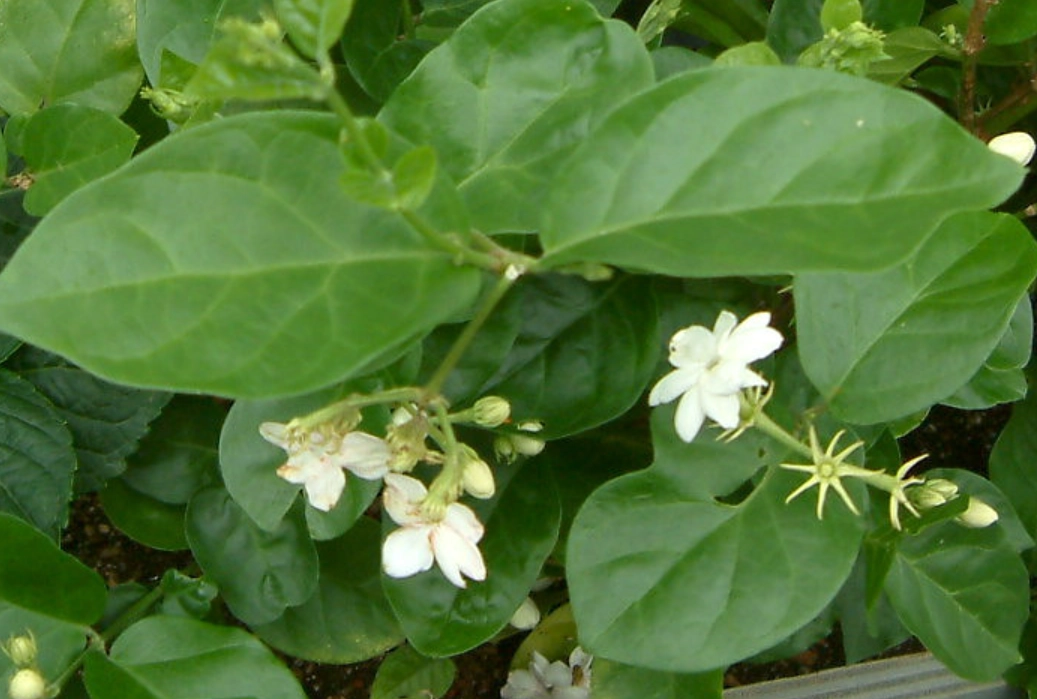 茉莉花 對貓 有害