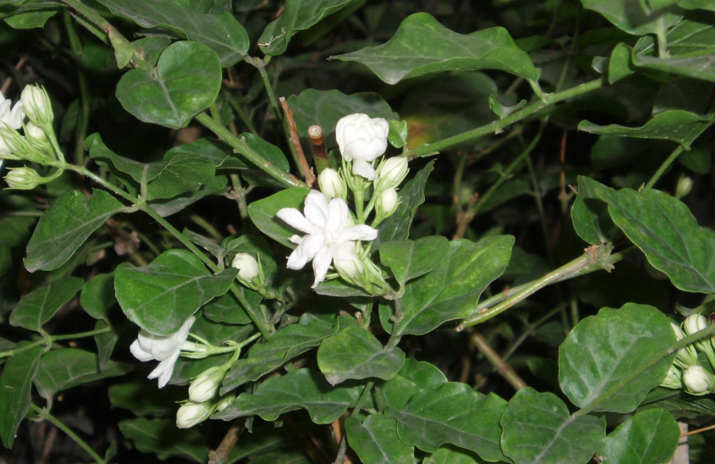 茉莉花 貓 有毒