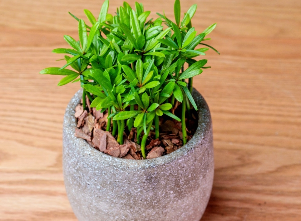 羅漢松盆栽養護