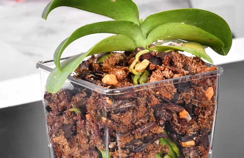 蝴蝶蘭介質 蝴蝶蘭介質