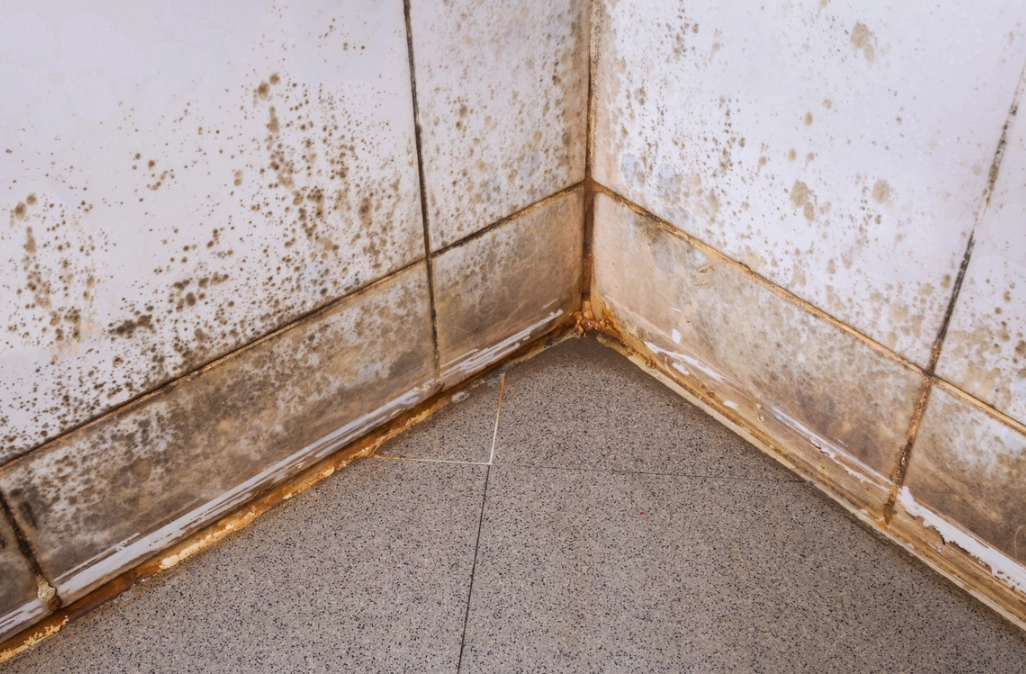 浴室黴菌預防 浴室黴菌預防