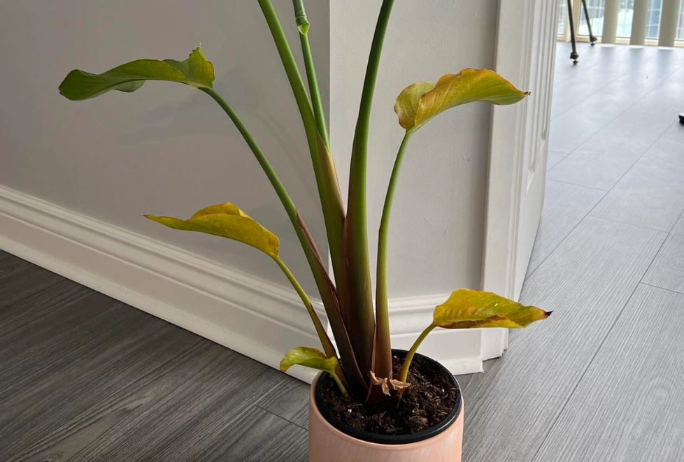 天堂鳥葉子變黃原因 天堂鳥葉子變黃原因