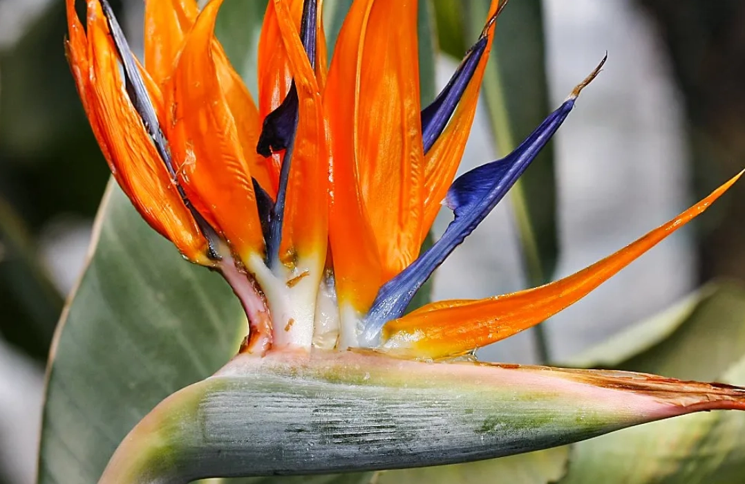 天堂鳥開花條件 天堂鳥開花條件