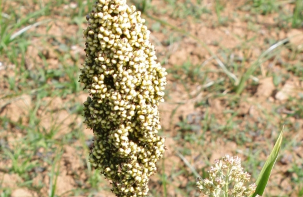 草籽播种 草籽播种