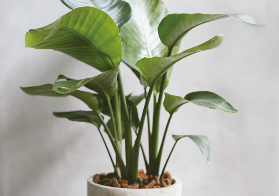 天堂鳥土壤配方 天堂鳥土壤配方