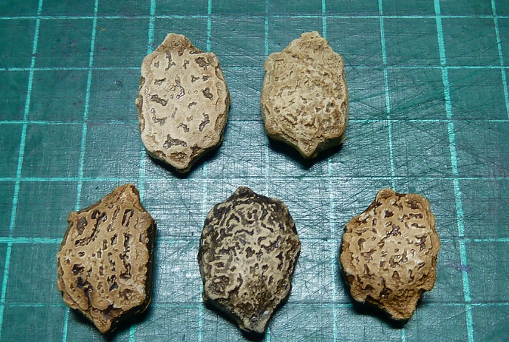 木鱉果種子 雌雄