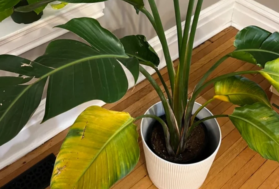 天堂鳥葉子變黃原因 天堂鳥葉子變黃原因