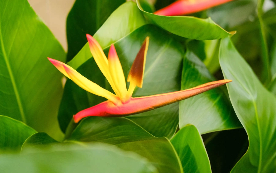 天堂鳥照顧 天堂鳥照顧