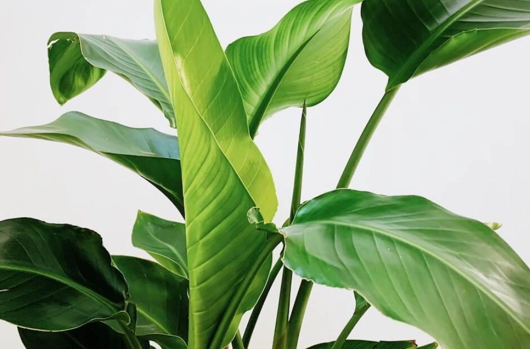 天堂鳥室內養護