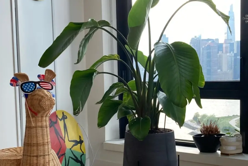 天堂鳥 養護方法 天堂鳥 養護方法