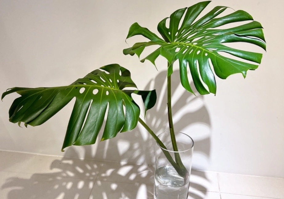 龜背芋水耕方法 龜背芋水耕方法