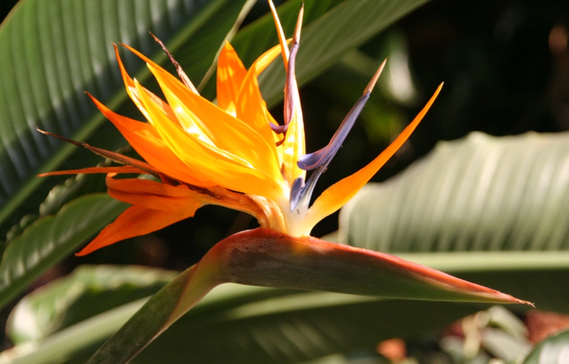 天堂鳥開花條件 天堂鳥開花條件