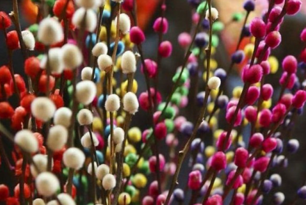 銀柳養護 銀柳養護